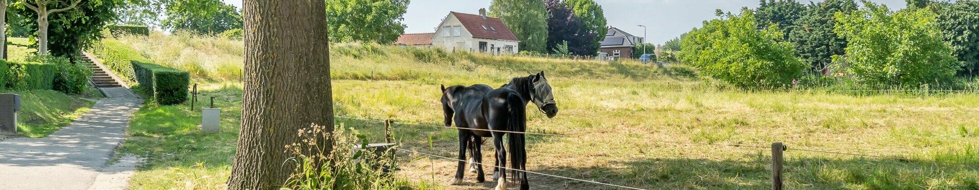 14. Aalst dijk-sfeerbeeld paarden.jpg
